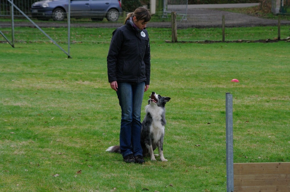 Autour des chiens 29 Quimper Morgan Rolland et Aries