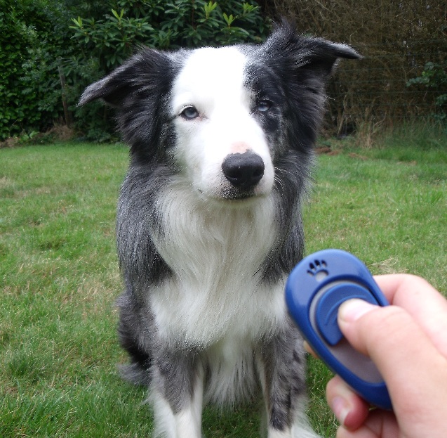 Autour des chiens 29 Quimper Aries au clicker training